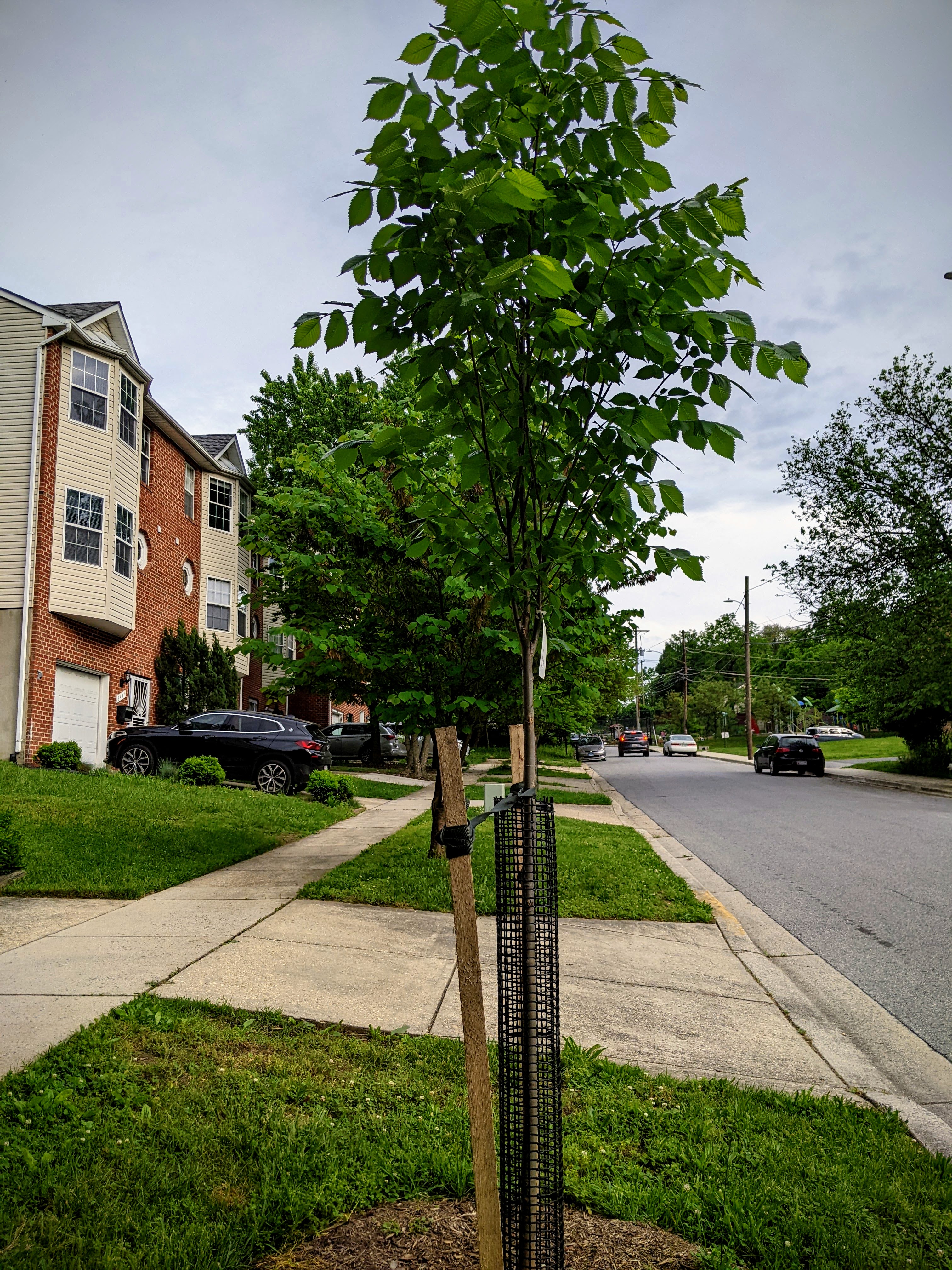 Friends of Native Trees in Takoma (FONTT): Biodiversity and Climate ...