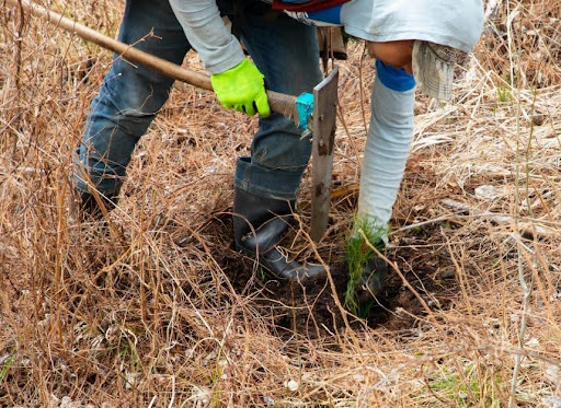 Photograph of a person planting a tree seedling.