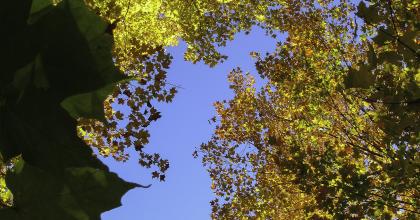 trees
