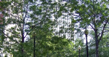 Detroit with trees 