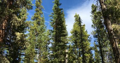 Spruce-fir forest 
