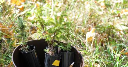 Trees to be planted