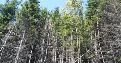 Red spruce