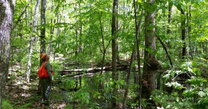 A Forest Service silviculturist examining a hardwoods stand and vernal pool in the Greenwood project area. Photo credit: Michelle Davalos, US Forest Service