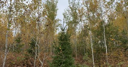 A mixed-wood stand of aspen and spruce on Blandin company land. (Photo credit: Eli Sagor) 