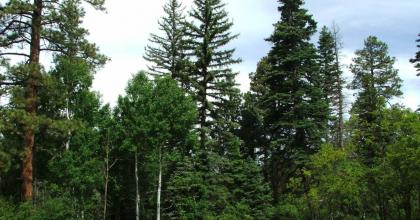 Research partners are working together to investigate the effectiveness of different silvicultural treatments at the San Juan National Forest.  ​​Photo Credit: Mike Battaglia, USDA Forest Service, Rocky Mountain Research Station 