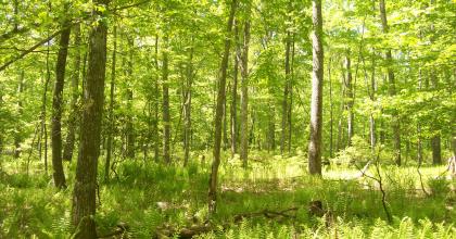 trees in a forest