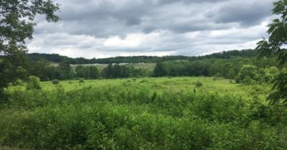 Riparian area
