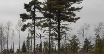 White pine seed trees at a project site in northeastern Minnesota. 