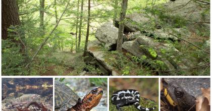 Widlife (amphibians and reptiles) on property.