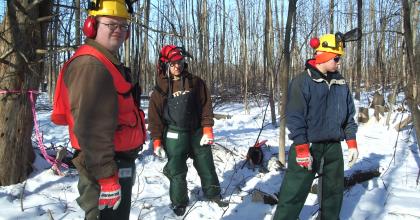 crew of workers cutting ash trees in winter