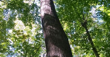 A mature red oak that will be retained as a future mast and seed source. 