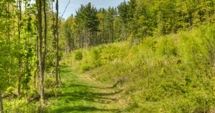 A managed aspen stand regenerating with aspen, black locust, black cherry, and oaks. Photo credit: Ken Scott Photography.