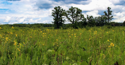 Prairie field, blue skies, clouds trees at the horizon