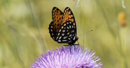 A regal fritillary butterfly perched on a flower