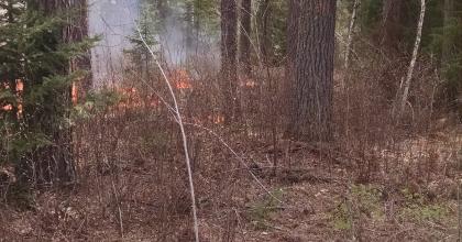 A previous prescribed burn in the TomaInga project area, designed to reduce understory fuels in a mature pine stand. 