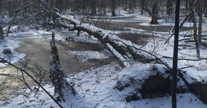 High water in a vernal pool in a northern hardwood forest