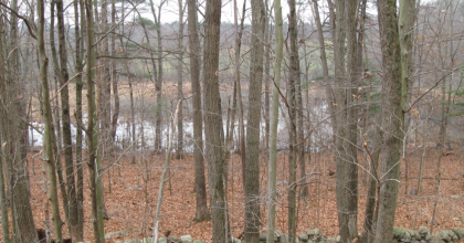 Photograph of forested area within preserve featuring prominent white ash trees