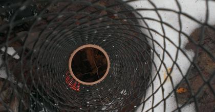 An oak seedling protected with a plastic mesh tube on Matt's property. 