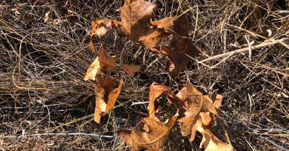 dead oak seedling
