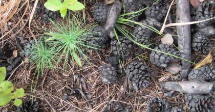 Jack pine regeneration has been good in places, and follow-up surveys will determine if supplemental planting is necessary. 