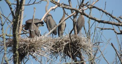 Heron nest