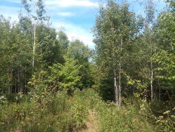 view of a young forest