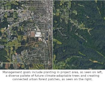 Photo showing project area and goal of increased canopy cover.