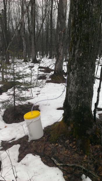 Matt taps several maple trees for syrup production on his property. 