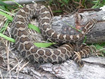 Eastern massasauga rattlesnake (Photo Rori Paloski, WI DNR)