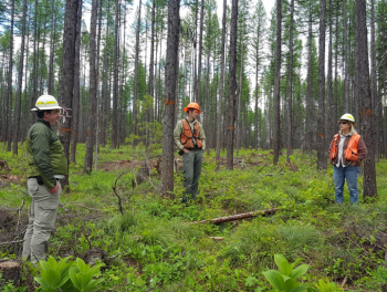 Flathead ASCC Project Site Natural Resource Specialist in Flathead National Forest. Photo Credit: Justin Crotteau, USDA Forest Service Rocky Mountain Research Station.