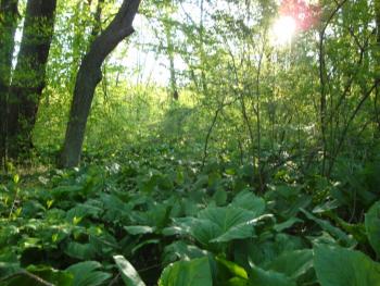 trees and understory plants