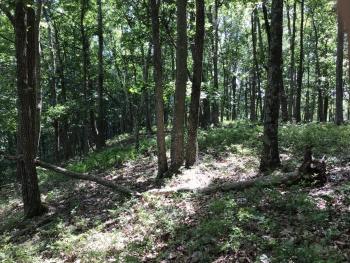 Intact forest stands with high carbon stocks will be allowed to mature. This will also increase the number large big trees and snags.