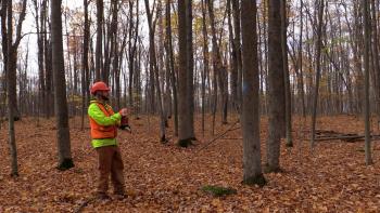 a forester marks trees to be cut in an ash forest
