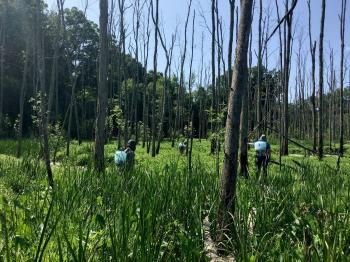 Managers doing invasive species treatment in a floodplain forest