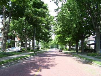 street lined with maple trees