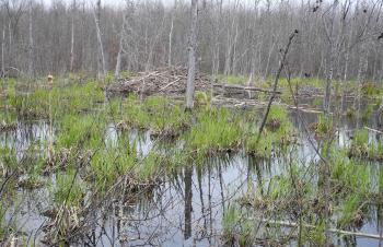 North Pikes Creek wetland