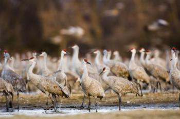 Sandhill cranes at Martins Reach WMA. Photo: Carlee Koehler