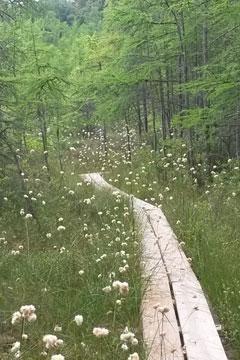 WI DNR photo - Beulah Bog boardwalk