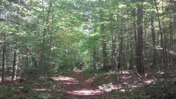 A trail in an Adirondack forest.