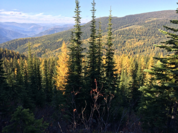 Flathead National Forest/Coram Experimental Forest Flathead National Forest/Coram Experimental Forest overlook. Photo Credit: Molly Roske, MN Department of Natural Resources.