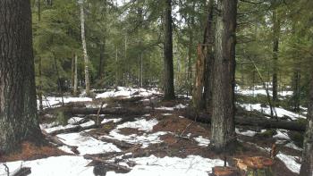 A mixed conifer stand on the Watkeys family camp. 