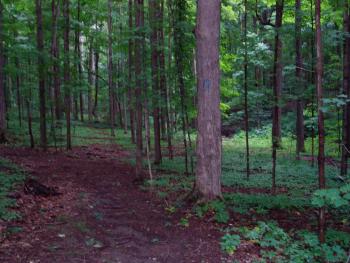 Working Woods 