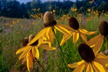 Closeup of wildflowers at Saul Lake Bog