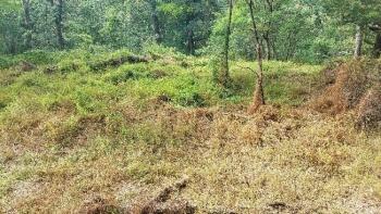Degraded forests will be rehabilitated to increase reslience, carbon sequestration, and the number of saplings.