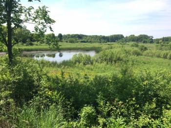 A wetland at Havenwoods State Forest. 
