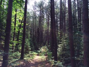 The 12-acre red pine stand that was the focus of this adaptation project. 