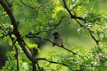 Birg on a tree