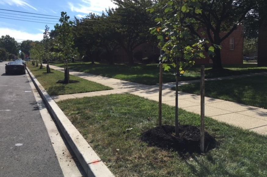 Fall Tree Planting.