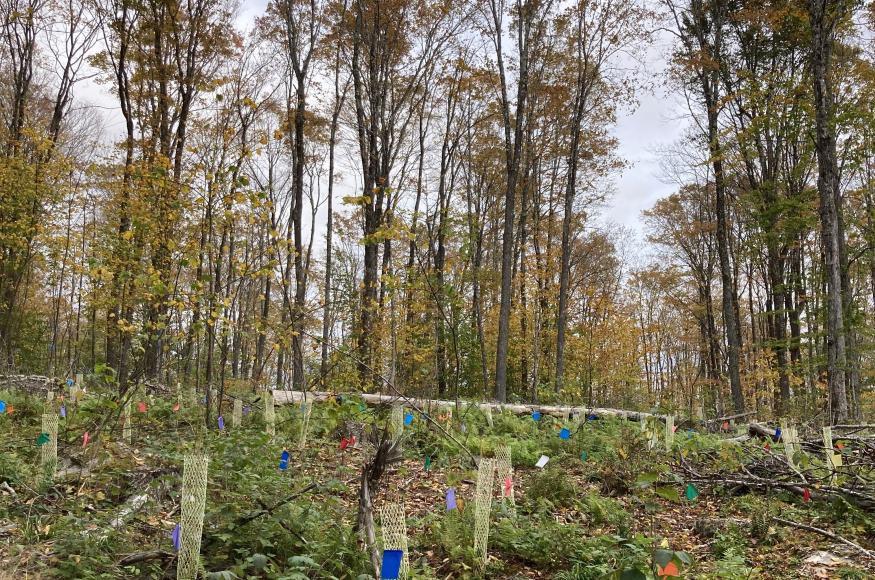 Tree seedlings planted in a canopy gap in the forest.